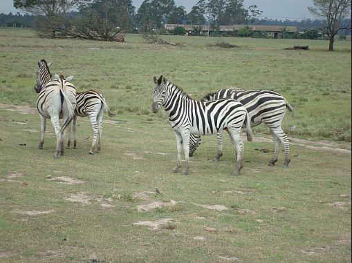 159 Roaming zebras
